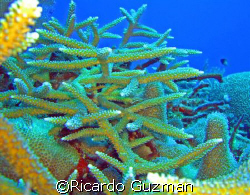 Staghorn coral by Ricardo Guzman 